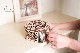 Ugears<BR>����DIY�Ȥ�Ω�ƥ��å�<BR>�ԥȥ쥸�㡼�ܥå�����<BR>70031