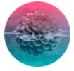 JOYSOCKETS���祤�����å�JOYSOCKETS SINGLE��Х��륰��åס�Water flower��JS-020278
