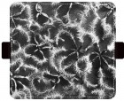 �����衼FONONFLIPA ���� VINTAGE BOTANICAL��Spore�ե������꡼������FC-VB04