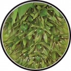 �����衼FONONWIRELESS CHARGING BASE��Grow Ripe / FLORAL/BK��WC-FR02-BK