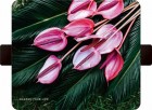 �����衼�ƣϣΣϣ�FLIPA ��Ģ��������BOTANICAL GARDEN¿�����б�(��150mm��75mm��11mm�ʲ�)��Anthurium��FC-BG01