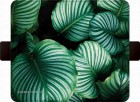 �����衼�ƣϣΣϣ�FLIPA ��Ģ��������BOTANICAL GARDEN¿�����б�(��150mm��75mm��11mm�ʲ�)��Unberata��FC-BG03