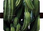 �����衼�ƣϣΣϣ�FLIPA ��Ģ��������BOTANICAL GARDEN¿�����б�(��150mm��75mm��11mm�ʲ�)��CereusPeruvianus��FC-BG05