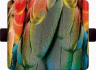 �����衼�ƣϣΣϣ�FLIPA ��Ģ��������BOTANICAL GARDEN¿�����б�(��150mm��75mm��11mm�ʲ�)��Parrot��FC-BG08